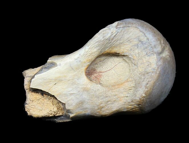 Partial Tyrannosaur Toe Bone - Javelina Formation, Texas #31532